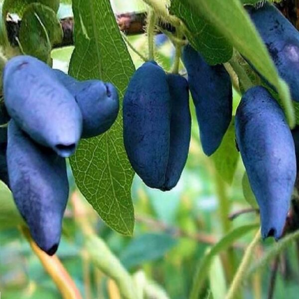 Голубое веретено8 image Голубое веретено8 Жимолость: Голубое веретено